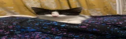 Domestic Shorthair cats for sale: Three loveable tuxes :) in Harlow - Advert 6