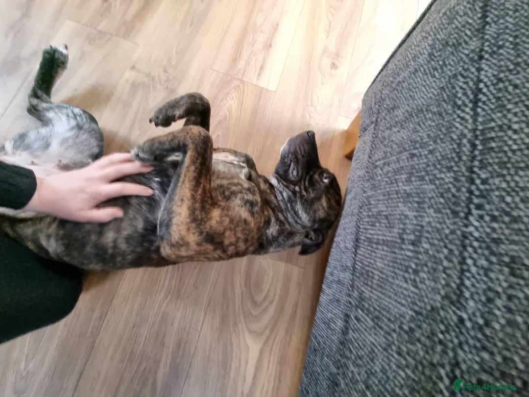 Mixed Breed dogs for sale: Free to the right owner. - Advert 2