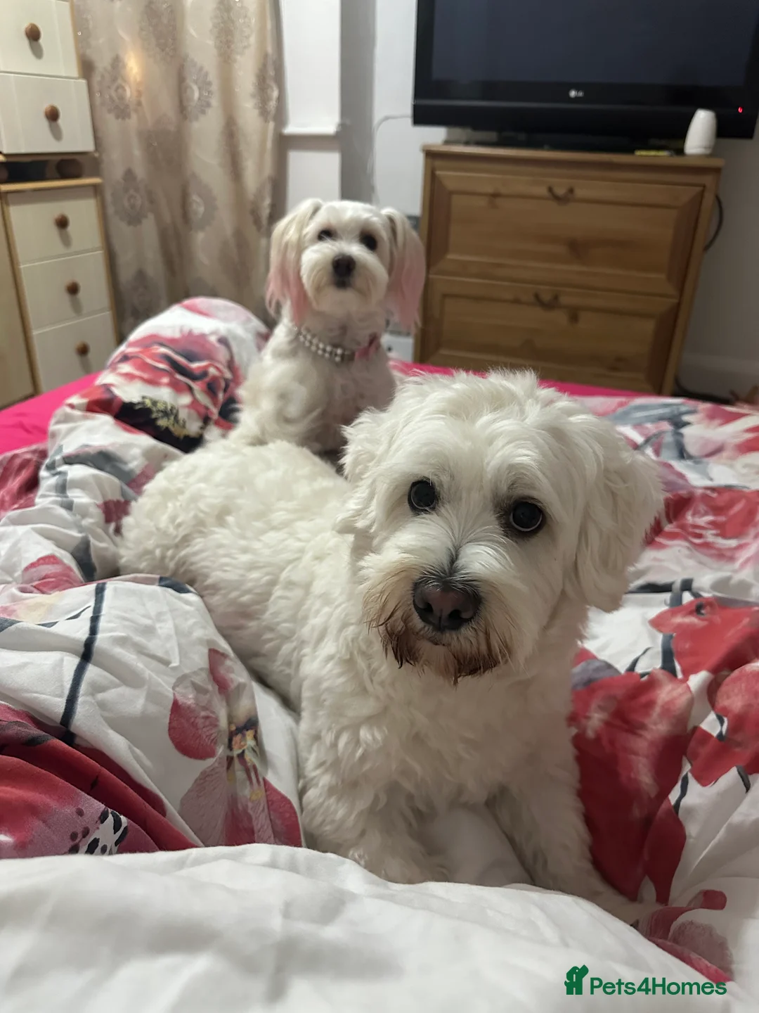 Bichon Frise dogs for sale: Adorable Bichon Frise Puppies - Advert 5