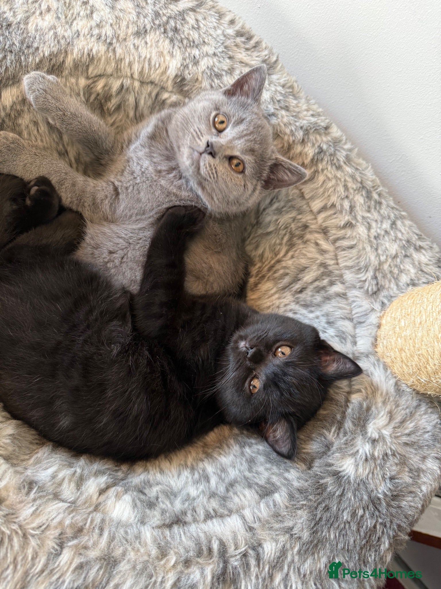 British Shorthair cats Adorable kitty  - Advert 2