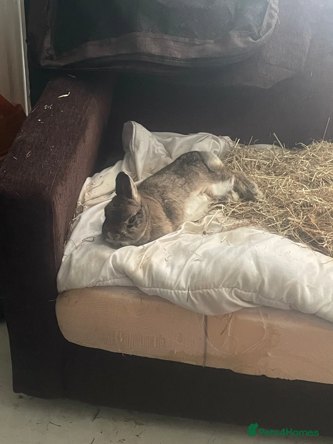 Cashmere Lop rabbits for sale: Flopsy and waffles - Advert 2