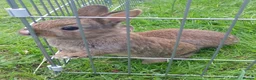 Mixed Breed rabbits for sale: 2 litters of mixed rabbits - Advert 5