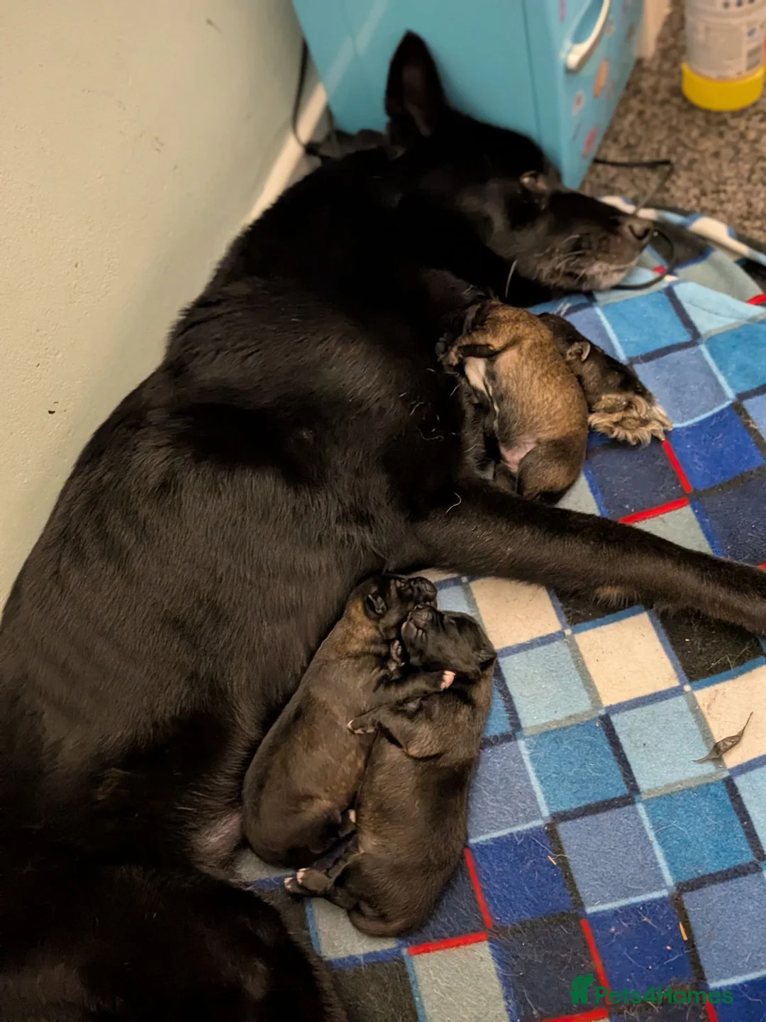 Mixed Breed dogs for sale: Puppies  - Advert 1