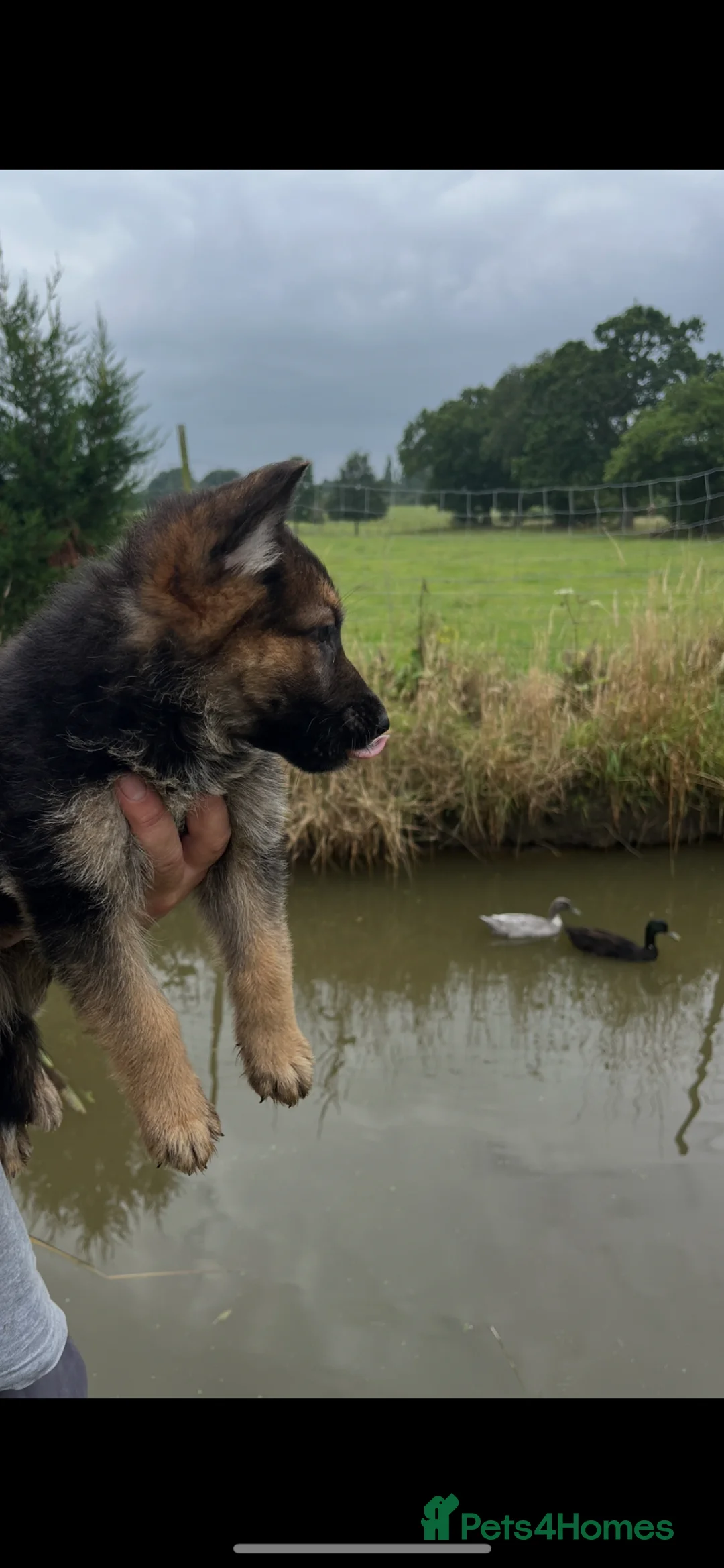 German Shepherd dogs for sale: German shepherd puppies  - Advert 8