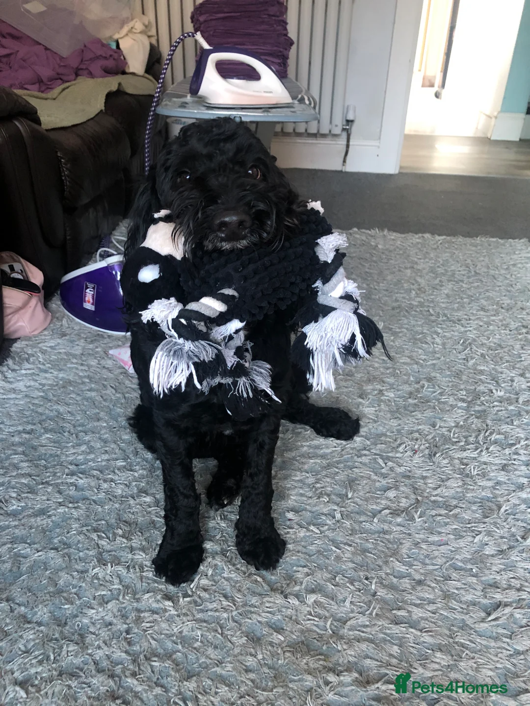 Mixed Breed dogs for sale: Sprockerpoo  - Advert 2