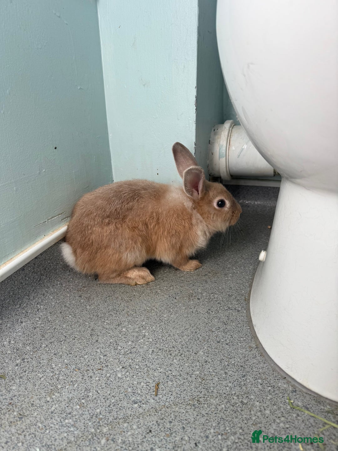 Mixed Breed rabbits for sale: One male rabbit  - Image 5