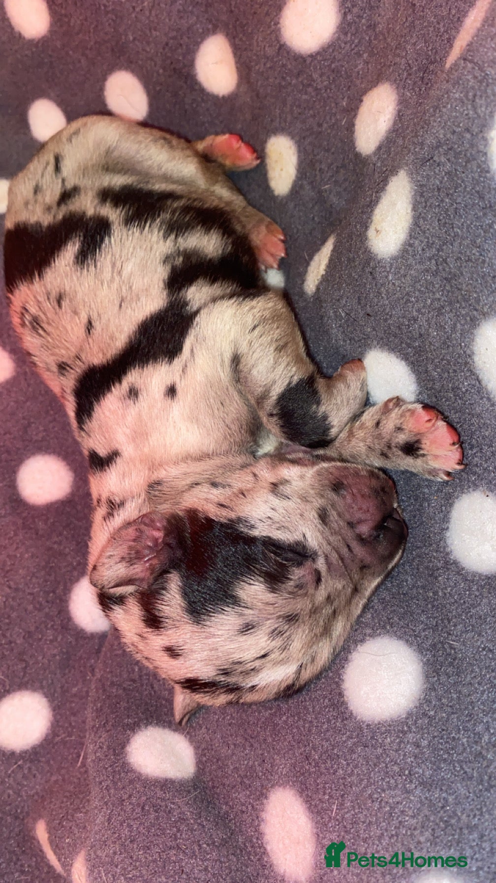 Mixed Breed dogs Beautiful Italian daniffs (Great Dane/cane corso)  - Advert 1