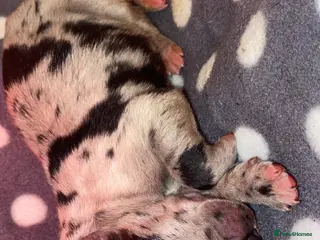 Mixed Breed dogs Beautiful Italian daniffs (Great Dane/cane corso) - Advert 1