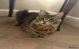Maine Coon cats for sale: GCCF & TICA Reg Affectionate Maine Coon kittens - Image 40