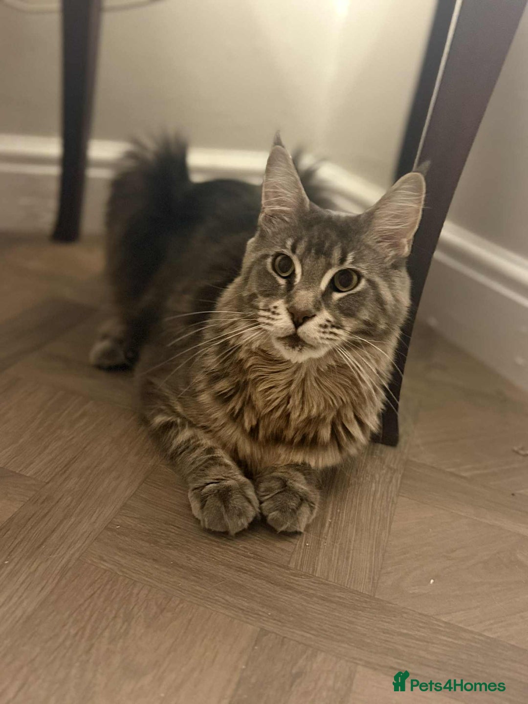 Maine Coon cats for sale: GCCF & TICA Reg Affectionate Maine Coon kittens - Image 40