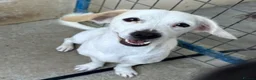 Mixed Breed dogs for adoption: Margot in Oxford - Advert 15