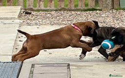 Boxer dogs for sale: READY TO GO - Chunky KC registered Boxer pups - Image 6