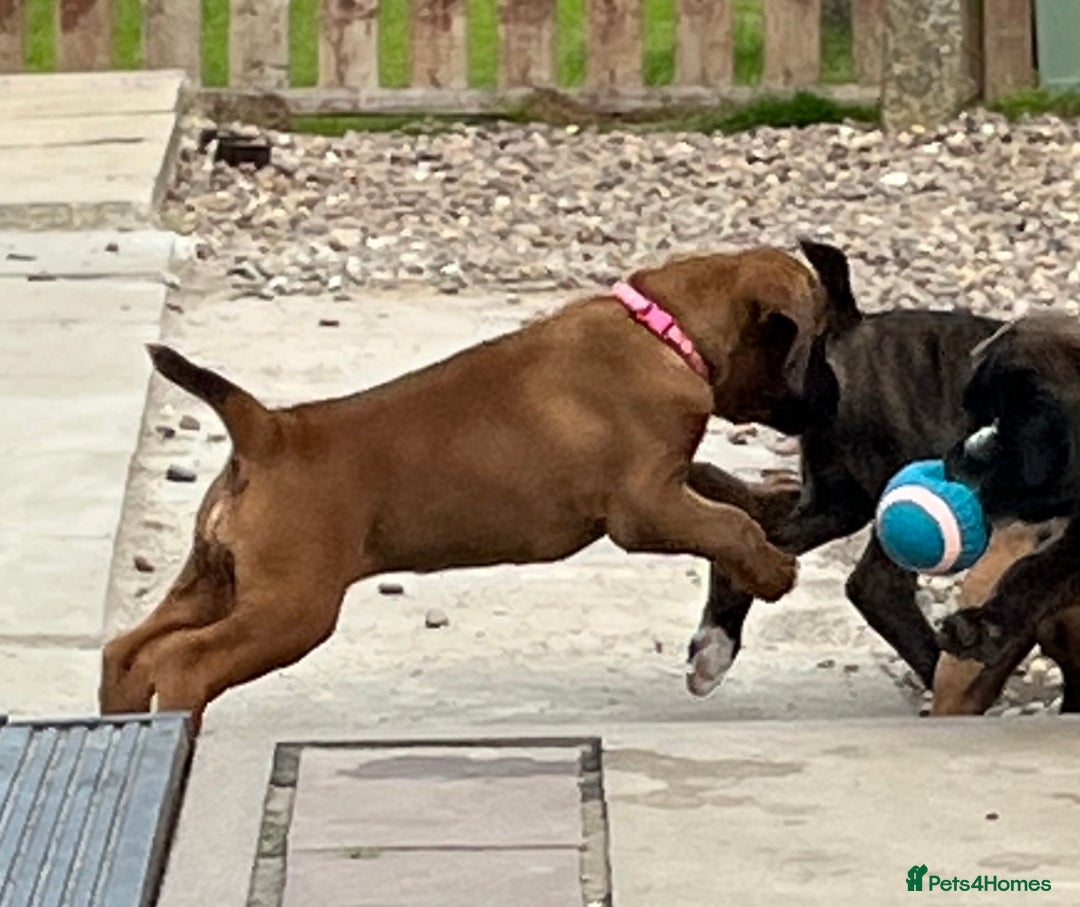 Boxer dogs for sale: READY TO GO - Chunky KC registered Boxer pups - Image 6