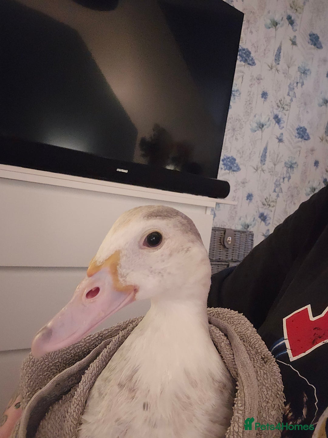 Ducks poultry for sale: 2 18 week old male muscovies open to offers! - Advert 6