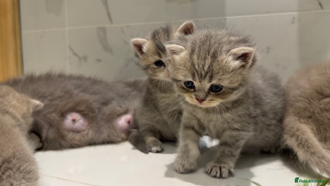 Scottish Fold cats for sale: Pedigree Scottish fold and straight kittens - Image 4