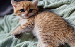 British Shorthair cats for sale: GCCF High Quality BritishShorthair last 2 left - Image 4