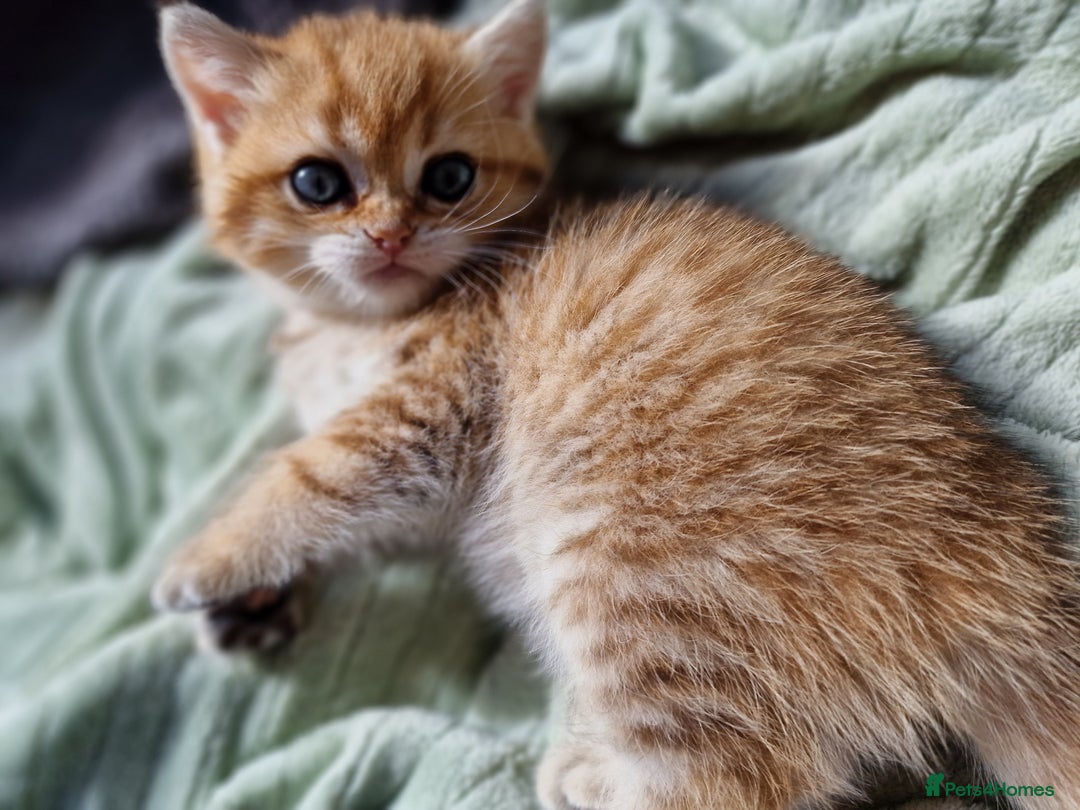 British Shorthair cats for sale: GCCF High Quality BritishShorthair last 2 left - Image 4