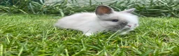 Lionhead rabbits for sale: Beautiful mini double maned lionheads  - Advert 23