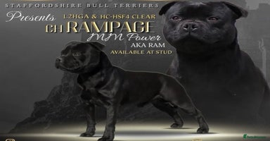 Staffordshire Bull Terrier dogs - Advert 14