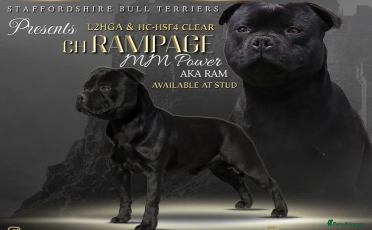 Staffordshire Bull Terrier dogs - Advert 11