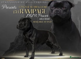 Staffordshire Bull Terrier dogs - Advert 14