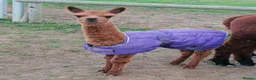 Alpaca livestock for sale: 5 beautiful quality BAS registered alpacas - Advert 4