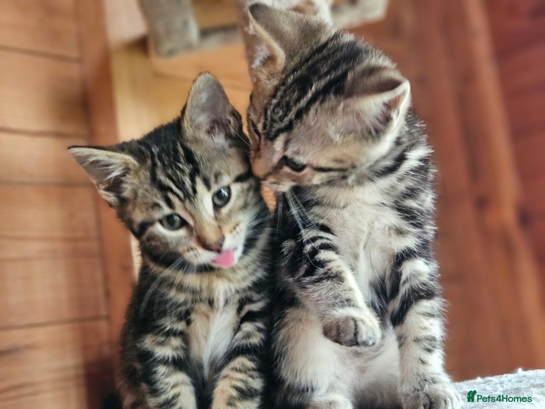 Bengal cats for sale: Adorable Half Bengal Kittens - Image 14