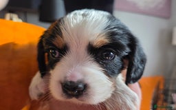 Cockalier dogs for sale: working cocker spaniel  - Image 18