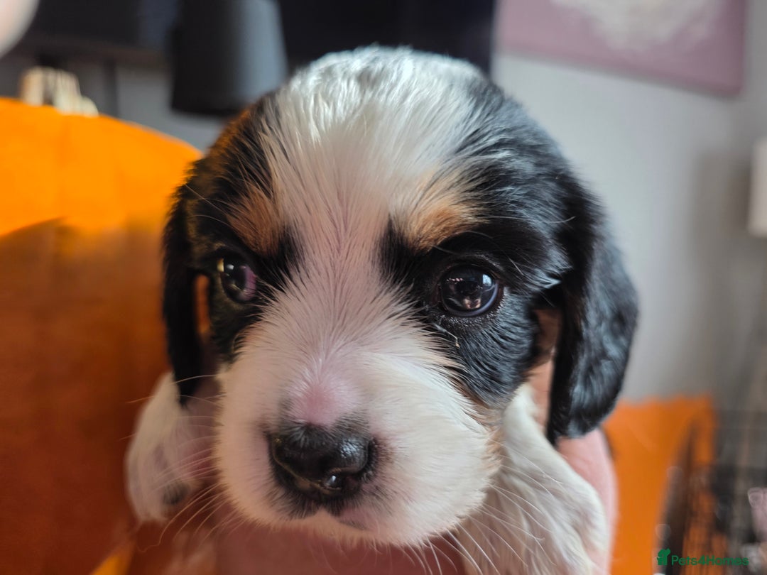 Cockalier dogs for sale: working cocker spaniel  - Image 18