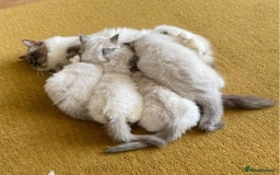Ragdoll cats for sale: Beautiful Ragdoll Kittens - Image 12