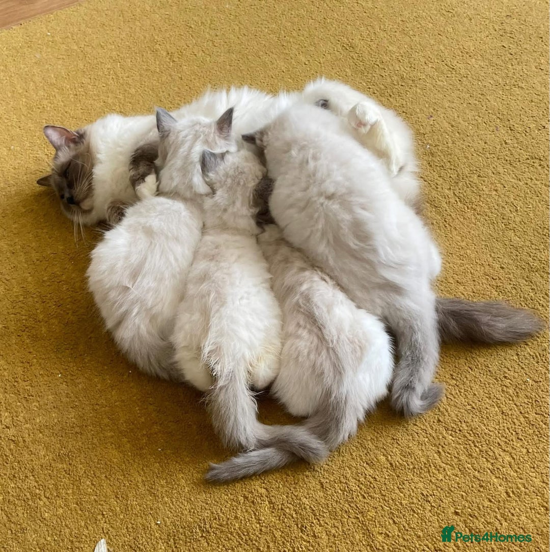 Ragdoll cats for sale: Beautiful Ragdoll Kittens - Image 12