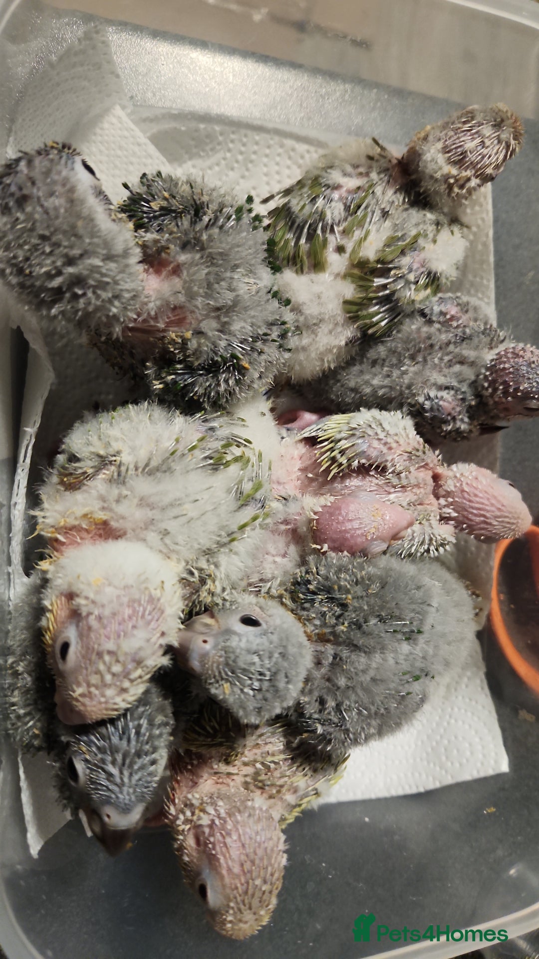 Parrots birds for sale: Hand reared baby conures ready end of nov - Image 6