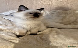 Ragdoll cats for sale: Full Ragdoll kittens  - Image 11
