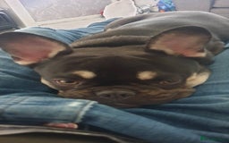 French Bulldog dogs for sale: My 5 year old Rocky - Image 5
