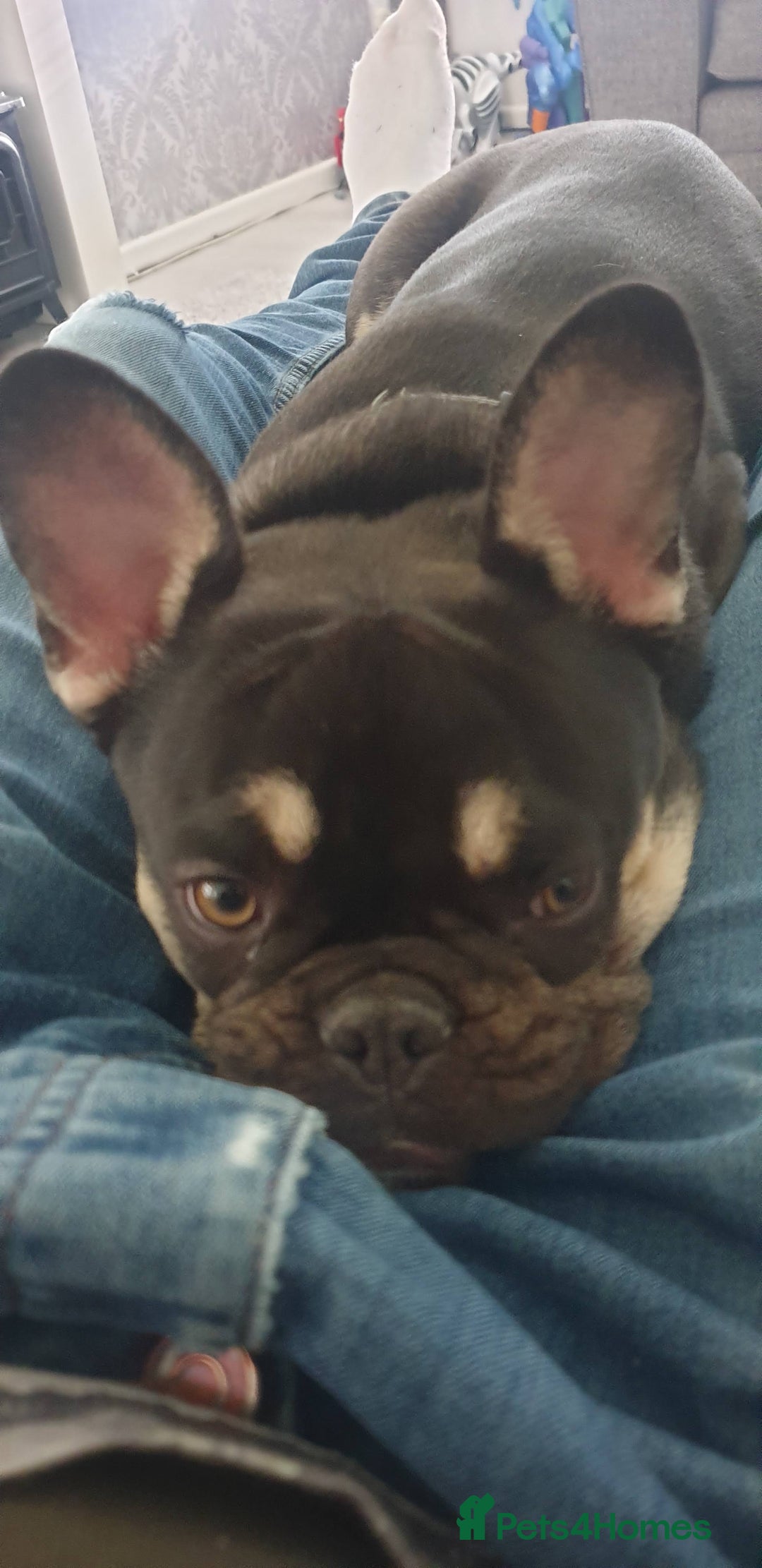 French Bulldog dogs for sale: My 5 year old Rocky - Image 5