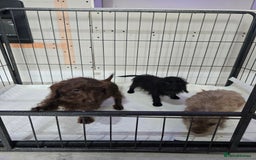 Doxiepoo dogs for sale: Doxipoos - Image 7