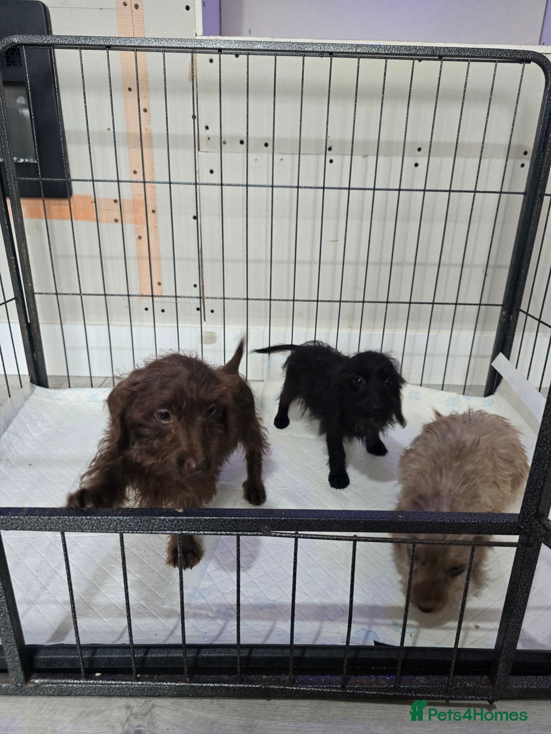 Doxiepoo dogs for sale: Doxipoos - Image 7