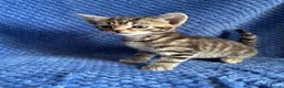 Maine Coon cats for sale: Maine coon x  - Advert 27