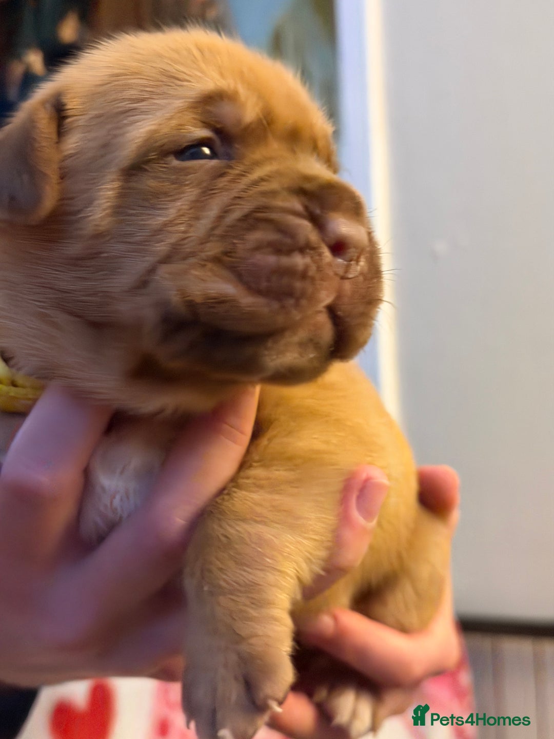 Dogue De Bordeaux dogs for sale: Beautiful Dogue De Bordeaux Puppies - Advert 8