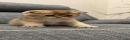 British Shorthair cats for sale: Scottish golden chinchilla ready for new homes  - Advert 28