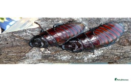 Cockroaches invertebrates for sale: 10 x Mixed Madagascar Hissing Cockroach  - Image 3