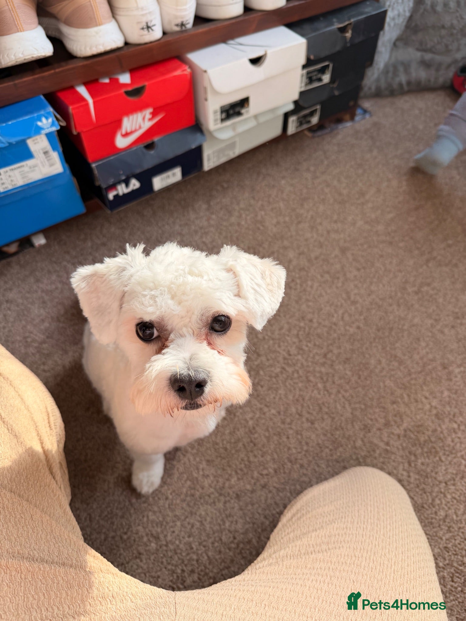 Bichon Frise dogs Meet Snow-Healthy, and Gentle Bichon Frise Stud - Advert 2