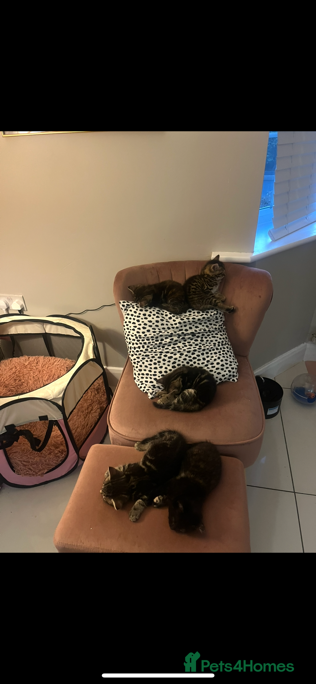 Mixed Breed cats for sale: 5 Adorable Mixed Breed Kittens - Image 14