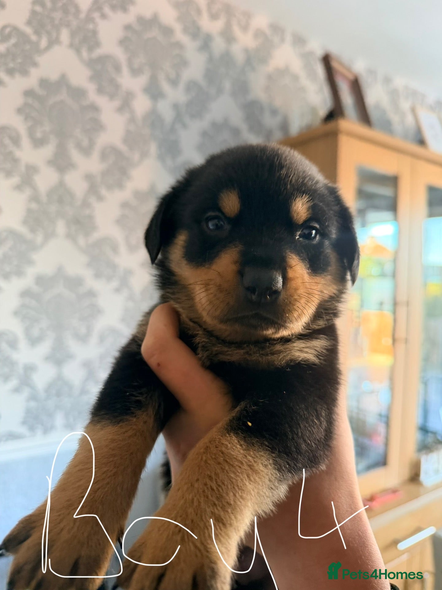 Rottweiler dogs Tilly’s puppies  - Advert 2