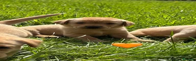 Labrador Retriever - Orange
