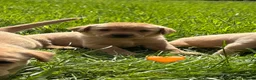 Labrador Retriever dogs for sale: Stunning Fox Red & Golden Labrador Puppies - Advert 25