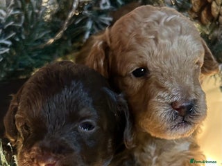 Shihpoo dogs for sale - Advert 1