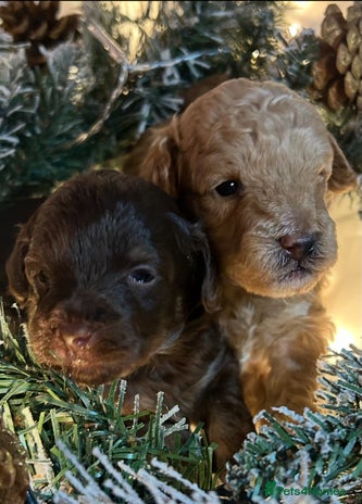 Shihpoo dogs - Advert 1