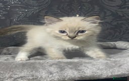 Ragdoll cats for sale: Kittens for sale  - Image 3