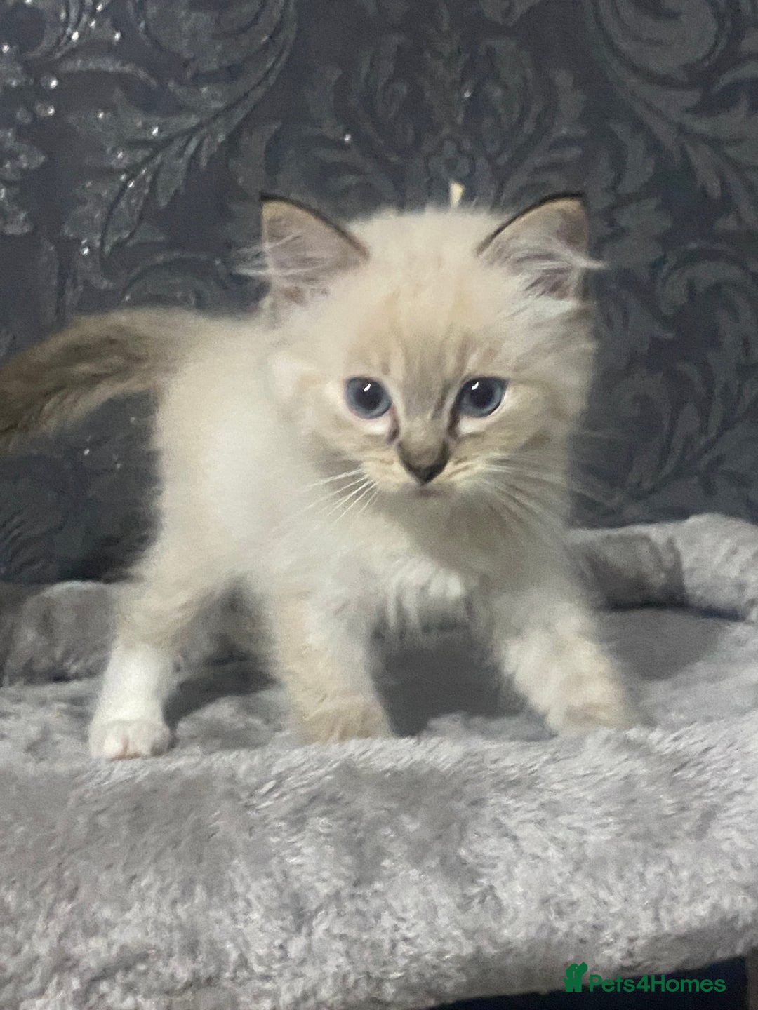 Ragdoll cats for sale: Kittens for sale  - Image 3